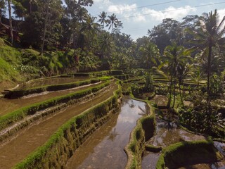 Beautiful landscape with rice terrace and palms in Bali, Indonesia