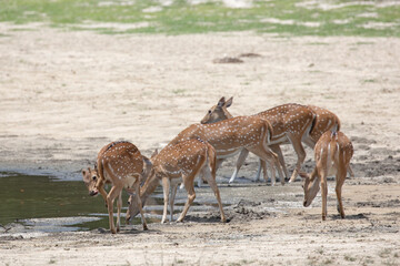 Obraz na płótnie Canvas A herd of spotted deer drinking at a muddy water hole in the jungles of Sri Lanka.