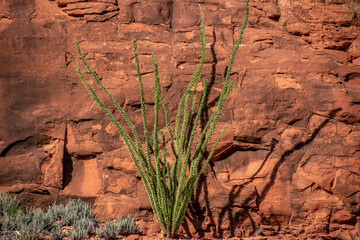bush against red rock canyon