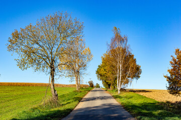 Fototapeta na wymiar Autumn rural landscape with forest, fields and blue sky.