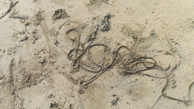 Seaweed and other flotsom and jetsom on a sandy Atlantic coast beach