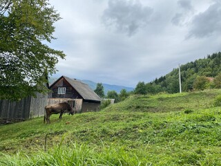 A cow grazes near a wooden hut on the background of a forested mountain.