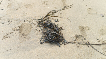 Obraz premium Seaweed and other flotsom and jetsom on a sandy Atlantic coast beach