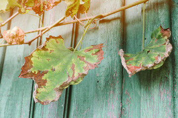 Dry grape leaf hangs against the background of foliage. Autumn season, October. Ukraine. Europe.