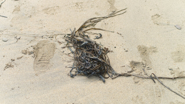 Seaweed and other flotsom and jetsom on a sandy Atlantic coast beach