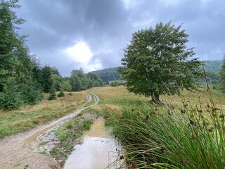 a dirt road with puddles in the mountains, and a beautiful lone tree