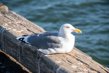 seagull on the pier