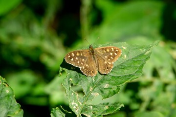 Speckled wood (Pararge aegeria) butterfly on a leaf
