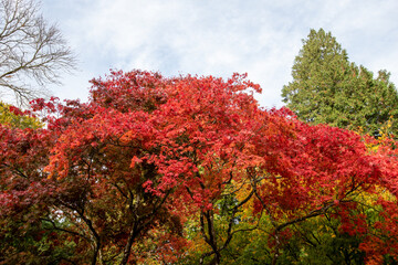 Fototapeta na wymiar Autumn leaves on a Japanese maple (acer japonica) tree