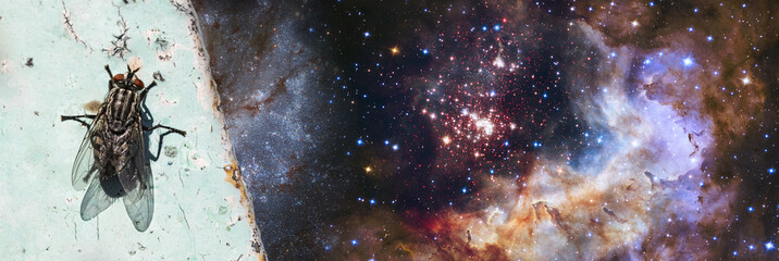 fly against the background of the starry sky.