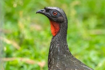 Dusky-legged Guan
