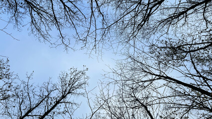 tree tops without leaves in a wintry surrounding