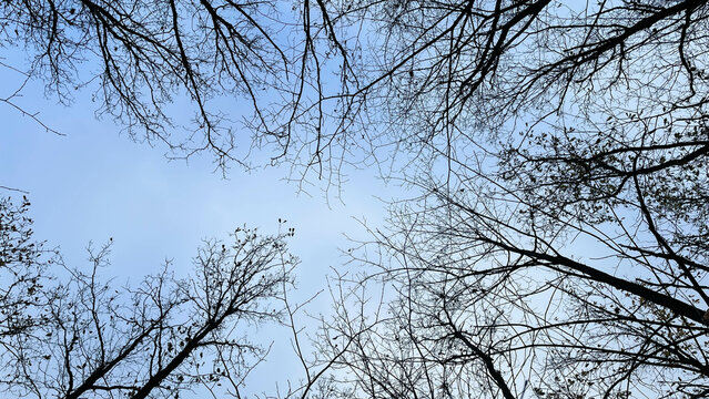 tree tops without leaves in a wintry surrounding