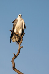 A white breasted sea eagle perched on a high branch looking for prey.