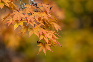 Naklejka na ściany i meble Close up of orange leaves on a Japanese maple (acer palmatum) tree in autumn