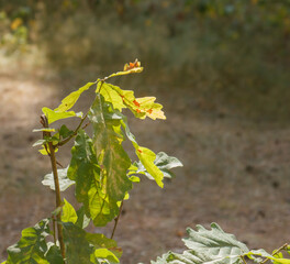 vine leaves