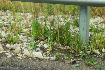 flowers on the ground