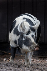 Black and white pig frontal turning head left outside in mud