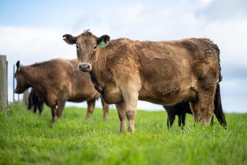 cows in a field on a hill, agriculture agronomy accessing plant growth and soil health science in a field by a student scientist at university in australia in spring