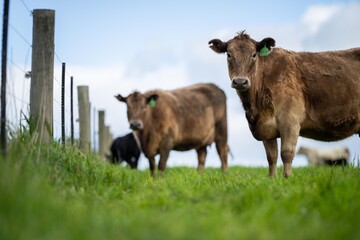 cows in a field on a hill, agriculture agronomy accessing plant growth and soil health science in a field by a student scientist at university in australia in spring