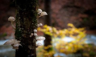 champignon © frederic