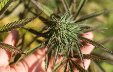 natural marijuana, close-up cannabis flower plant