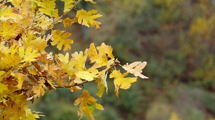 Closeup shot of yellow autumn leaves on the tree