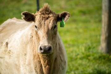 cows on a hill, agriculture agronomy accessing plant growth and soil health science in a field by a student scientist at university in australia in spring