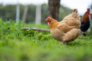 Chickens, hens and chooks, grazing and eating grass, on a free range, organic farm, in a country hen house, on a farm and ranch in Australia.
