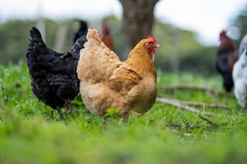 Chickens, hens and chooks, grazing and eating grass, on a free range, organic farm, in a country hen house, on a farm and ranch in Australia.