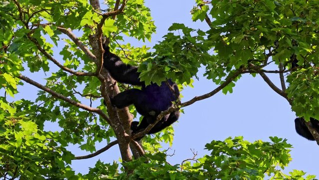 The black-headed spider monkey, Ateles fusciceps is a species of spider monkey, a type of New World monkey, from Central and South America.
