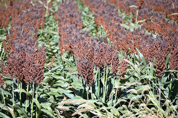 Rows of Sorghum 