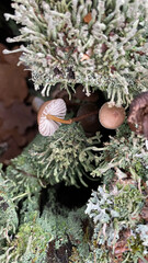 mushrooms on a stump with moss in the forest