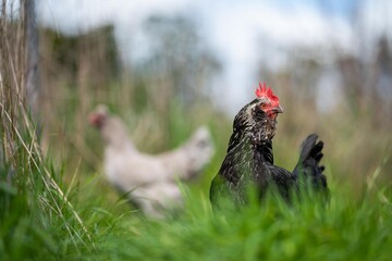 Chickens, hens and chooks, grazing and eating grass, on a free range, organic farm, in a country hen house, on a farm and ranch in Australia.