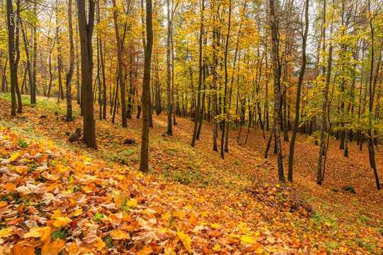 Autumn fall forest landscape. Nature scenery. Park images