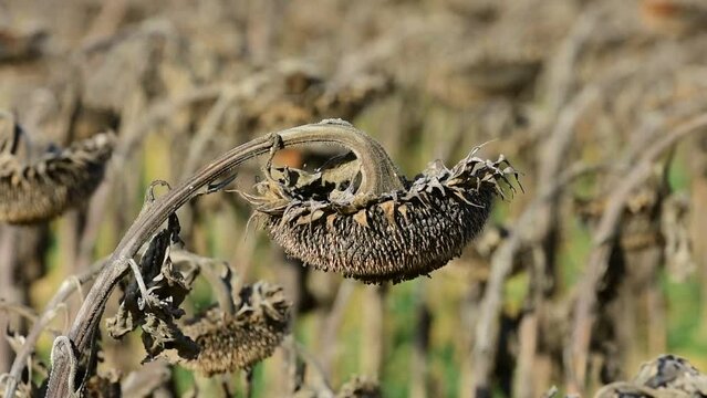 Drought and heatwave in France, in a dead sunflower field due to high heat.