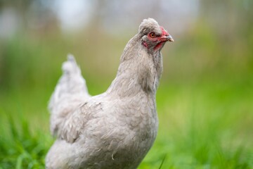 Chickens, hens and chooks, grazing and eating grass, on a free range, organic farm, in a country hen house, on a farm and ranch in Australia.