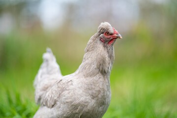 Chickens, hens and chooks, grazing and eating grass, on a free range, organic farm, in a country hen house, on a farm and ranch in Australia.