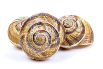 Grape snail shell isolated on a white background.
