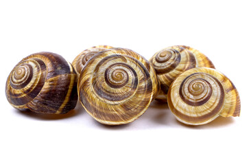 Grape snail shell isolated on a white background.