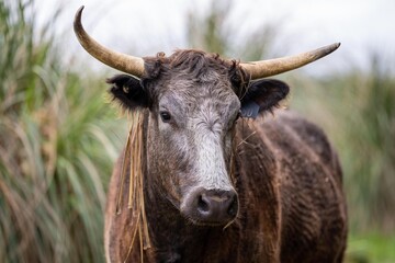 herd of Cows grazing on pasture in a field. regenerative angus cattle in a paddock 
