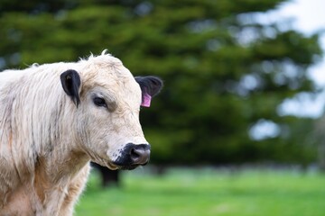 Close up of Stud speckle park Beef bulls, cows and calves grazing on grass in a field, in Australia. breeds of cattle include speckle park, murray grey, angus, brangus and wagyu on long pastures in sp