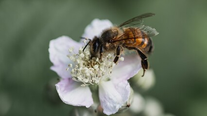 Closeup shot of a bee collecting nectar from white wildflowers