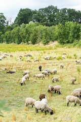 Vertical shot of sheep grazing on a pasture