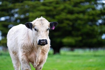 Close up of Stud speckle park Beef bulls, cows and calves grazing on grass in a field, in Australia. breeds of cattle include speckle park, murray grey, angus, brangus and wagyu on long pastures in sp