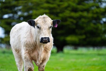 cows on a hill, agriculture agronomy accessing plant growth and soil health science in a field by a student scientist at university in australia in spring