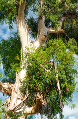 crown of  eucalyptus tree against  blue sky. Eucalyptus (Latin Eucalyptus) is an extensive genus of evergreen woody plants (trees and shrubs) of  Myrtle family (Myrtaceae). Botany.