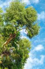 crown of  eucalyptus tree against  blue sky. Eucalyptus (Latin Eucalyptus) is an extensive genus of evergreen woody plants (trees and shrubs) of  Myrtle family (Myrtaceae). Botany.