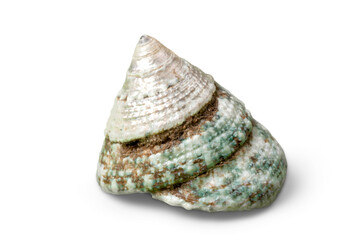Sea shell on white background