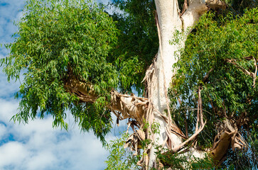 crown of  eucalyptus tree against  blue sky. Eucalyptus (Latin Eucalyptus) is an extensive genus of evergreen woody plants (trees and shrubs) of  Myrtle family (Myrtaceae). Botany.